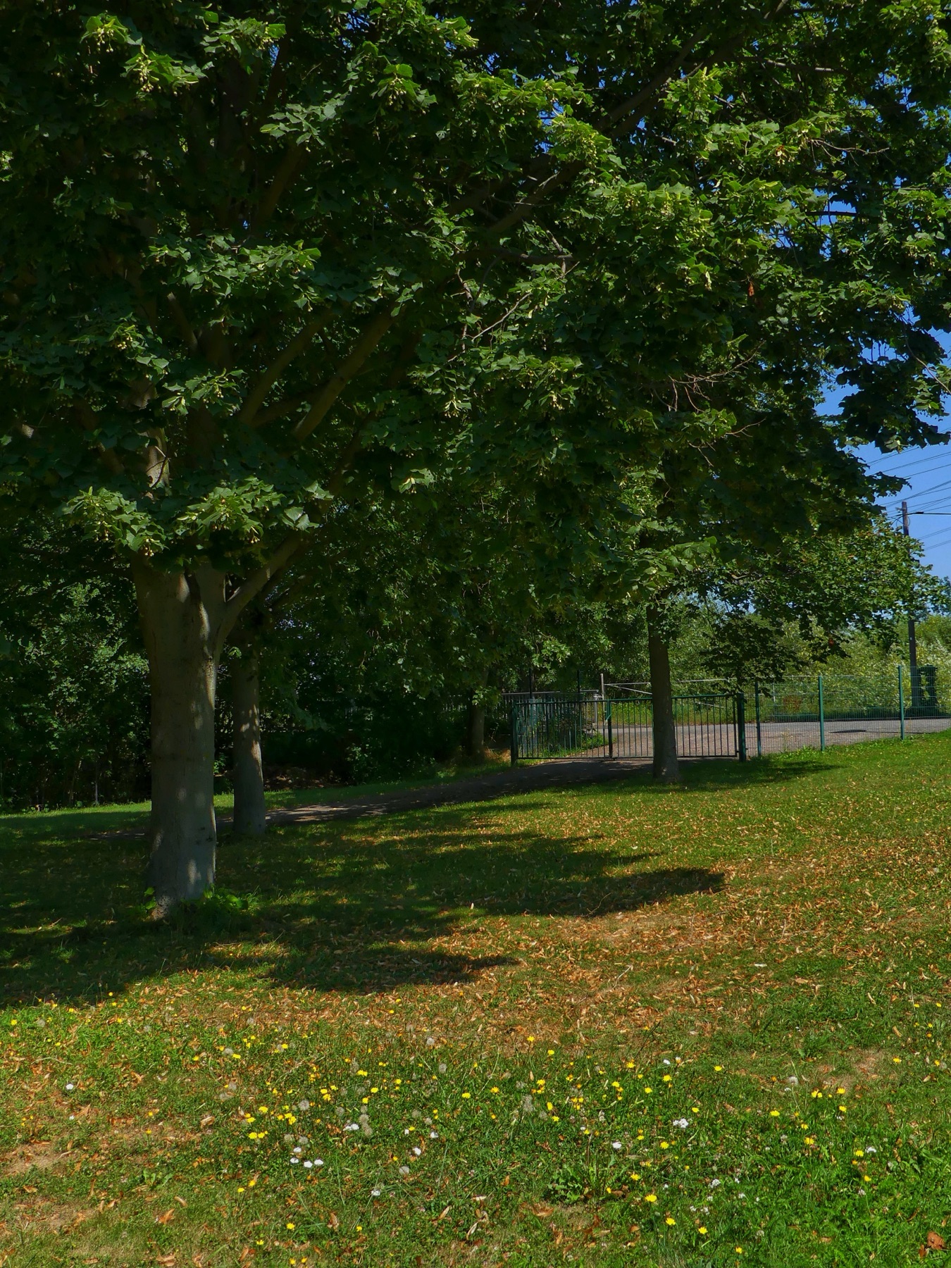 Baum und Wiese auf dem Vereinsgelände
